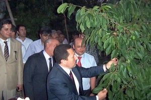 Sultandağı kirazının yüzde 60’ı ihraç ediliyor