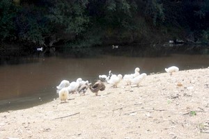 Bartın Irmağı'nı kirleten fabrikaya ceza yağdı