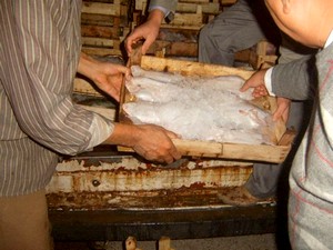Bandırma'da boy yasağına uymayan balıkçılara ceza kesildi.