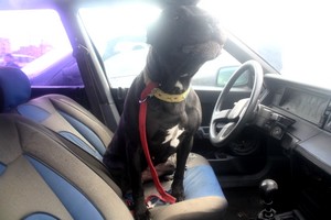 Otomobile kapatılan Pitbull, halsiz düştü.