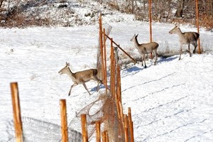 Kartepe'de doğaya 6 kızıl geyik salındı.