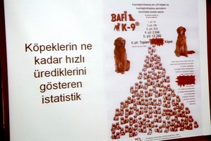 Kısırlaştırılmayan bir çift köpek, 6 yılda 67 binlik popülasyona ulaşıyor