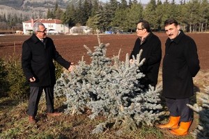 Mere,"Yeni yıla ağaç keserek değil, fidan dikerek girin