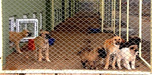 Başıboş köpeklerden sonra kediler de rehabilite edilecek