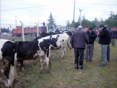 Bursa’da üreticiye 140 damızlık düve dağıtıldı