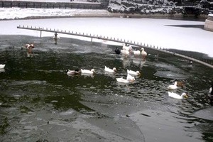 Ördekler, buz tutan gölde mahsur kaldı