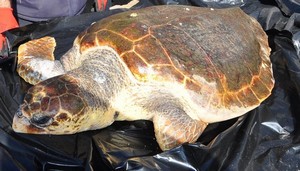 Fethiye sahilinde ölü caretta bulundu