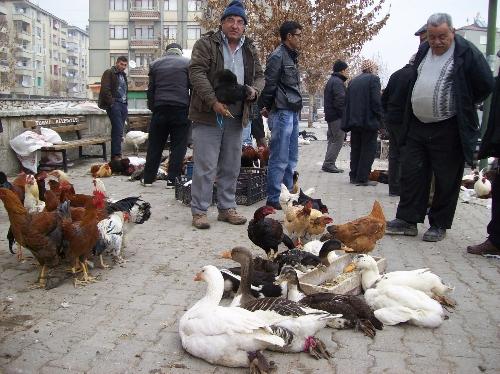 Kanatlı hayvan satan esnaf, satışların düşmesinden yakındı