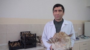 Türkiye'de mantara yeterince önem verilmemiş