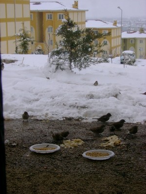 TOKİ konutları sakinlerineden örnek uygulama