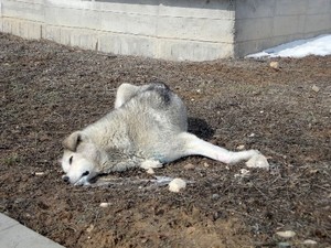 Eskişehir'de15 köpek zehirlenerek öldürüldü