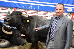 Anaç manda sayısı 5 bine çıkarılacak, patentli kaymak üretimi yapılacak