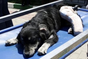 Ayağı kırılan sokak köpeği ameliyat edildi
