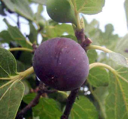 İncir ihracatçısı ‘hormon’ nöbetinde