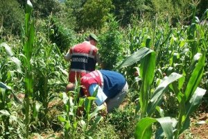 Esrar bitkilerini tarlada mısır ve fasulye içine ektiler