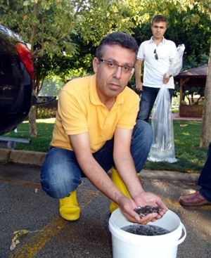 Göletlere 36 bin adet sazan yavrusu bırakıldı