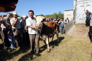 Elmaçık köyünde 180 baş damızlık hayvan dağıtıldı
