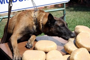 Park halindeki otomobile çarpınca yakalandı