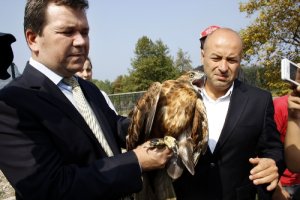 Tedavi edilen şahinler özgür bırakıldı