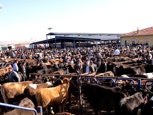 Kulak küpesi olmayan hayvanları kurbanlık almayın