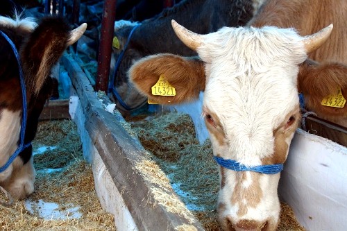 Kurban pazarlarında hijyen denetimi sürüyor