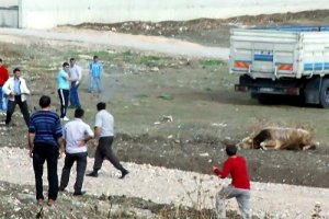 Kaçan kurbanlığı av tüfeğiyle vurdu