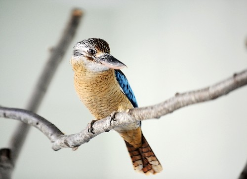 Kanguru ve Kookaburra kuşları ziyaretçi bekliyor
