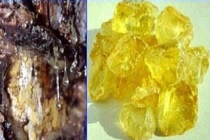 Reçine ithalatı bitiyor, Türkiye artık kendi reçinesini üretecek