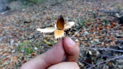 Kayın ve meşede doğal gençleştirme çalışmaları tamamlandı