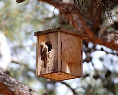 Yabani kuşların yuvasını devlet yapıyor
