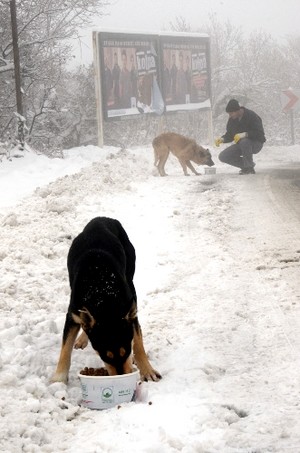 Uludağ’da aç kalan köpeklere yiyecek verildi
