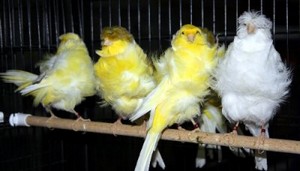 Türkiye’nin dünya vitrinine çıkacak en güzel kuşları belirlenecek