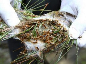 Zararlı böceklere karşı böcekle mücadele ediyorlar