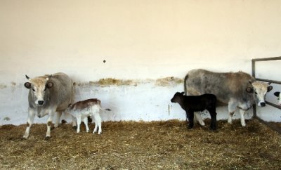 Dünyanın ilk klon inekleri anne oldu