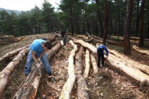 Orman içindeki geri dönüşümcüler, ülke ekonomisine katkı sağlıyor