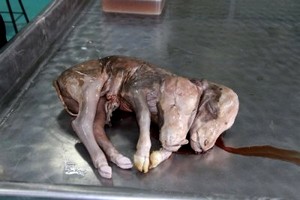 Uludağ Üniversitesi'nde çift başlı buzağı ile kuzu dünyaya geldi