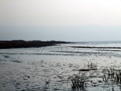 Kuş göç yolu üzerindeki Bursa’da 93 türde 43 bin kuş bulunuyor