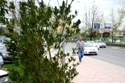 Bursa'da hem lodos hem yağmur etkili oluyor