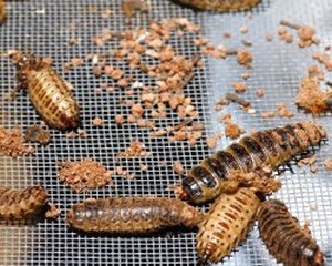 Terminatör böcekler iş başında