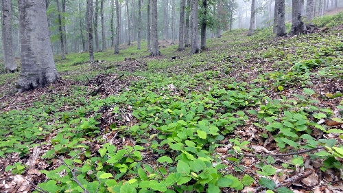 Kayın sahalarında gençleştirme yapıldı