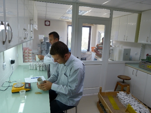 Tahılda verim tonlara ulaştı