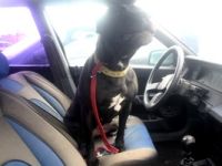 Otomobile kapatılan Pitbull, halsiz düştü.