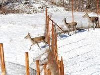 Kartepe'de doğaya 6 kızıl geyik salındı.