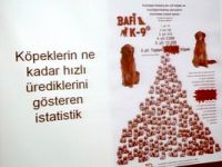 Kısırlaştırılmayan bir çift köpek, 6 yılda 67 binlik popülasyona ulaşıyor