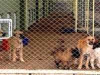 Başıboş köpeklerden sonra kediler de rehabilite edilecek