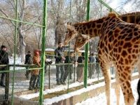 Soğuk havaya rağmen hayvanat bahçesinin ziyaretçileri eksik olmuyor