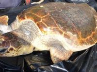 Fethiye sahilinde ölü caretta bulundu
