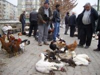 Kanatlı hayvan satan esnaf, satışların düşmesinden yakındı