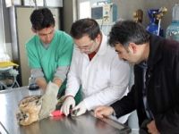 Doğada bulunan yaralı yaban hayvanlarına ücretsiz bakılacak
