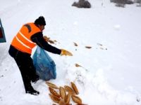 Sokak hayvanlarına belediye sahip çıktı